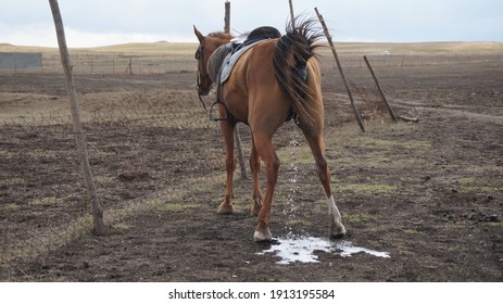 Pissing horse Horse fucks