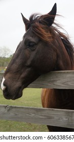 Brown Horse Portrait At Old Mac Donald's Farm In Humble Texas