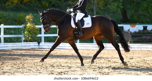 Brown horse in portraits during a dressage competition, photographed in the suspended phase with the leg extended.