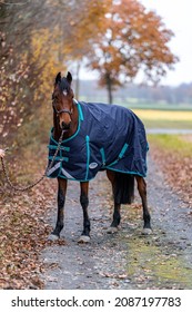 Brown horse with rug autumn