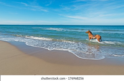 brown horse running in the sea
