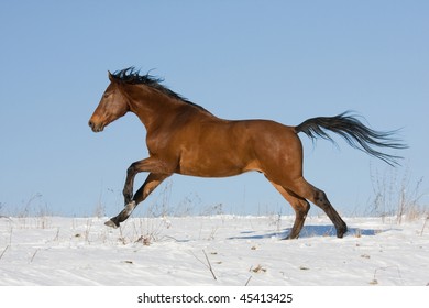 Brown horse running through snowy meadow