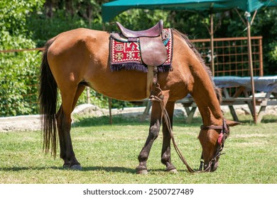 A brown horse with a saddle and bridle is grazing in a grassy field. There is a green tent and a wooden fence in the background - Powered by Shutterstock