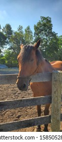 Brown Horse At Stable With Harness