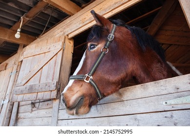 Brown horse in a stall. Horse's head peeking out the window.