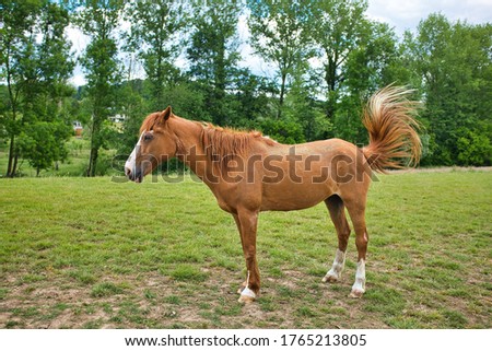 Similar – Image, Stock Photo Brown horse standing on a green field