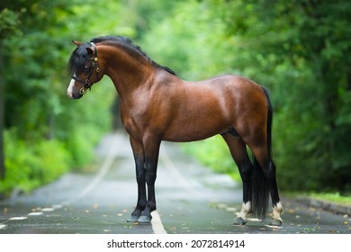 Brown horse standing on the road in summer. Bay Welsh cob pony posing outside on green background.