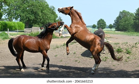 a brown horse stands on its hind legs and defends itself against any advances made by another horse - Powered by Shutterstock