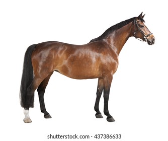 ein braunes Pferd auf weißem Hintergrund, einzeln
