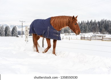 Brown horse walking in snow, covered with a blanket / coat to keep warm during winter, wooden ranch fence and trees in background