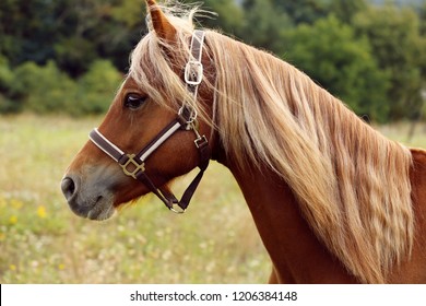 brown horse welsh pony with long mane 