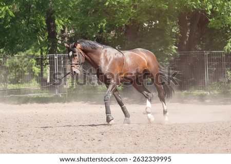 Brown horse while training at the racetrack. Animals