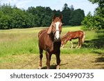 brown horse with a white blaze on its forehead, wearing a halter, standing in a sunny field with lush green grass and trees in the background. Another horse grazes behind it under clear blue skies