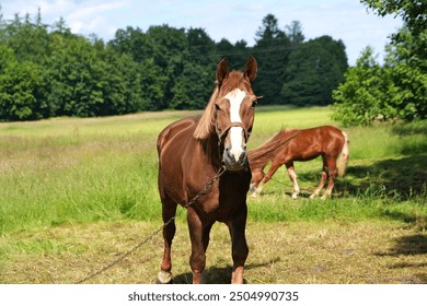 brown horse with a white blaze on its forehead, wearing a halter, standing in a sunny field with lush green grass and trees in the background. Another horse grazes behind it under clear blue skies - Powered by Shutterstock