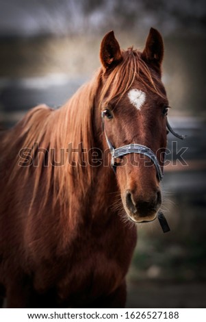 Similar – Foto Bild Misstrauisch Natur