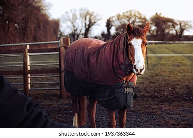 A brown horse with a white stripe on his head, wearing a purple blanket. The horse is standing on the farm near the wooden fence. The horse is looking at the camera.