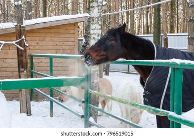 brown horse in winter
