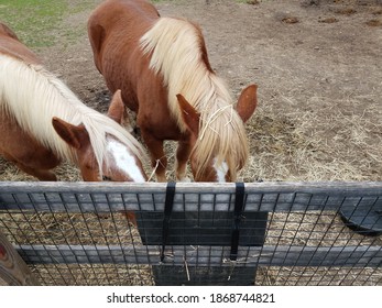 Brown Horses Eating Out Of A Feed Bag