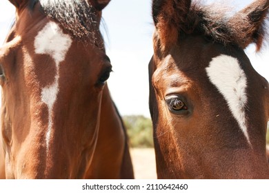 Brown Horses faces together, brown and white horses, face detail close up eyes ears stripes, brown bay chestnut horses together standing. Foal and mare horse