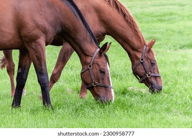 Brown horses at the Irish National Stud in County Kildare, Ireland