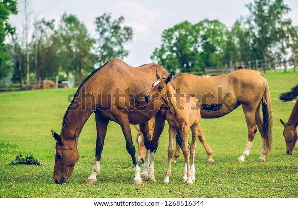 Brown Horses Mares Cute Foal Grazing Stock Photo Edit Now 1268516344