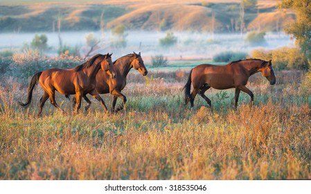 Brown Horses Running Across The Field