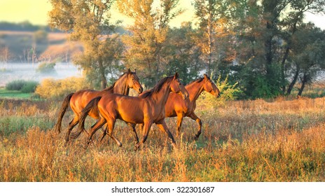 Brown Horses Running Across The Field