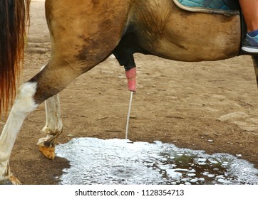 Horse pissing