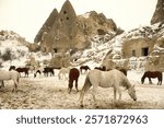 Brown horses and white Horses are resting in the snowy ranch yard with the stone cave backdrop in Cappadocia, Turkiye