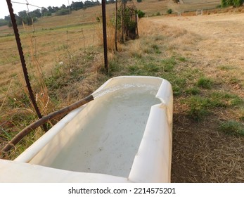 A Brown Hosepipe Streaming Water Into A White Tub On A Dull Brown And Golden Grass Field, In Gauteng, South Africa