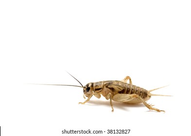 Brown House Cricket In Profile