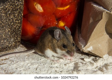 A Brown House Mouse Or Mus Musculus, Sitting In A Pile Of White Flour.A Crumpled, Chewed On, Brown Paper Bag, Stuffed Peppers, And Pepper Can Be Seen Behind Him In The Unkept, Messy Kitchen Cabinet.