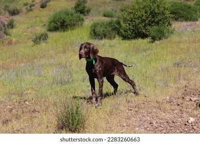 Brown hunter dog standing on the fields. The puppy is 3 months old, brown and with white dots. It is wearing a green collar. The background has grass and bushes. - Shutterstock ID 2283260663