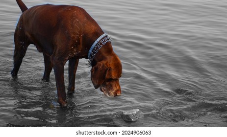 Brown Hunting Dog Cooling Down In Donau