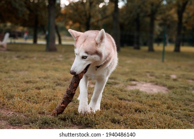 are huskies chewers