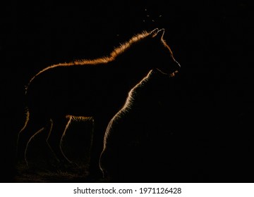 Brown Hyaena  In The Dark  With A Golden Rim Light