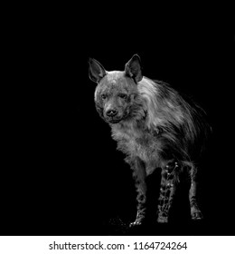 Brown Hyena, black and white hyena
