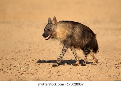 Brown Hyena (Hyaena Brunnea), Kalahari Desert, South Africa