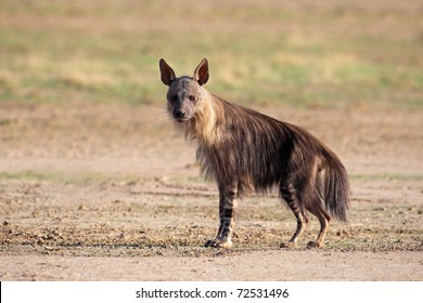 Brown Hyena (Hyaena Brunnea), Kalahari Desert, South Africa