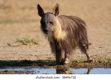 A Brown Hyena (Hyaena Brunnea) At A Waterhole, Kalahari, South Africa