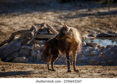 2,428 Hyena Standing Images, Stock Photos & Vectors | Shutterstock