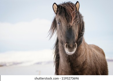 Brown Icelandic horse in the snow, Iceland