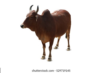 Brown Indian cow isolated on white background