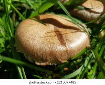 Brown Inedible Mushroom With A Round Flat Cap And Villi, In The Sun, In Green Grass (macro, Top View).