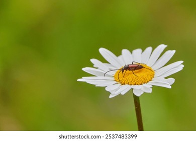 A brown insect on a white daisy with blurred background - Powered by Shutterstock