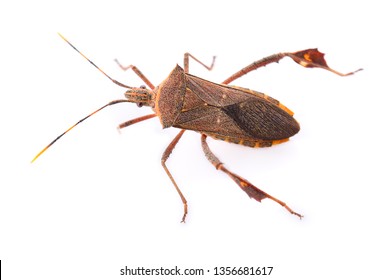 510,762 Brown insect Images, Stock Photos & Vectors | Shutterstock