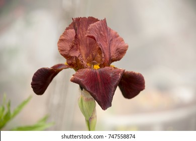 Brown Iris