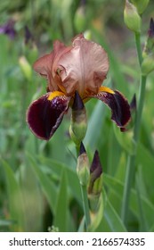 
Brown Iris On A Green Background