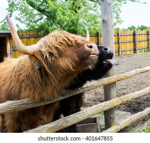 Brown Irish Cow On The Farm Yard