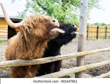 Brown Irish Cow On The Farm Yard